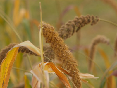 조 사진 - Setaria italica (L.) P.Beauv. Photos
