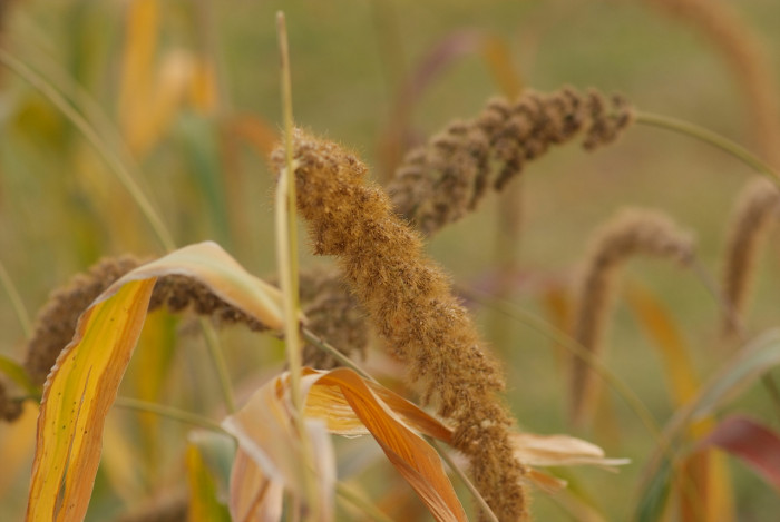 조 - Setaria italica (L.) P.Beauv.