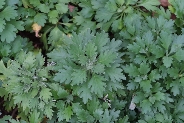 한라구절초 - Dendranthema coreanum (H.Lev. & Vaniot) Vorosch.