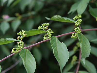 작살나무 사진 - Callicarpa japonica Thunb. Photos