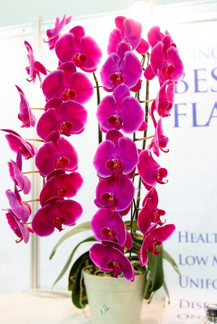 호접란 - Moth orchids, phalaenopsis