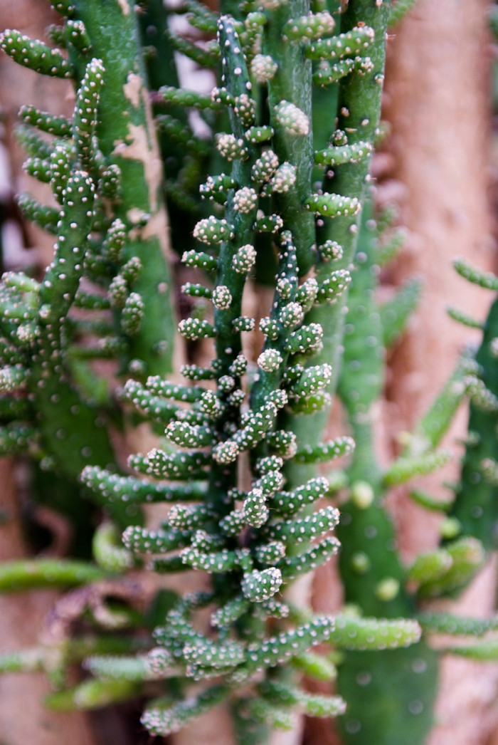 초일출 - Opuntia monacantha