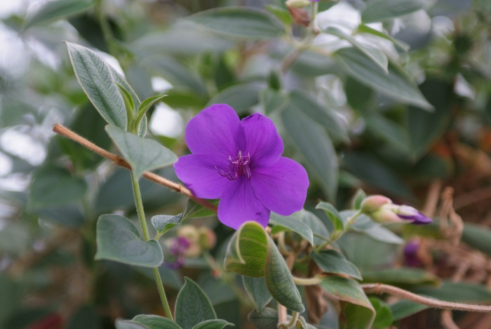 티보치나 - Glorybush, Princessflower, Tibouchina urvilleana (DC.) Cogn.