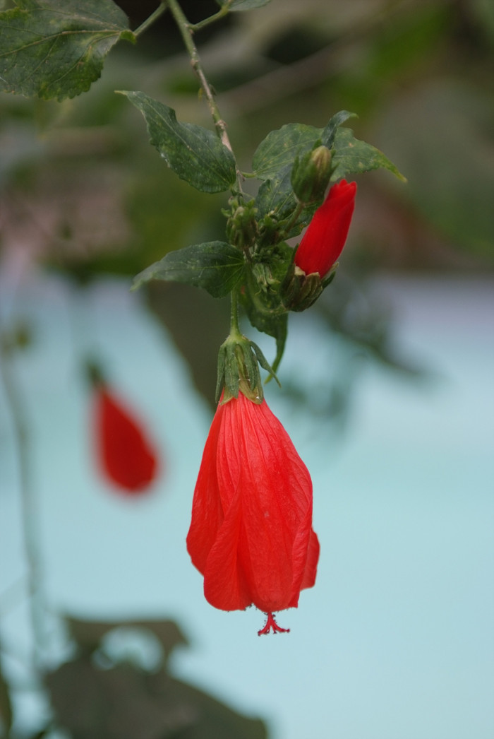 말바비스커스 - Malvaviscus, Malvaviscus arboreus Cav.