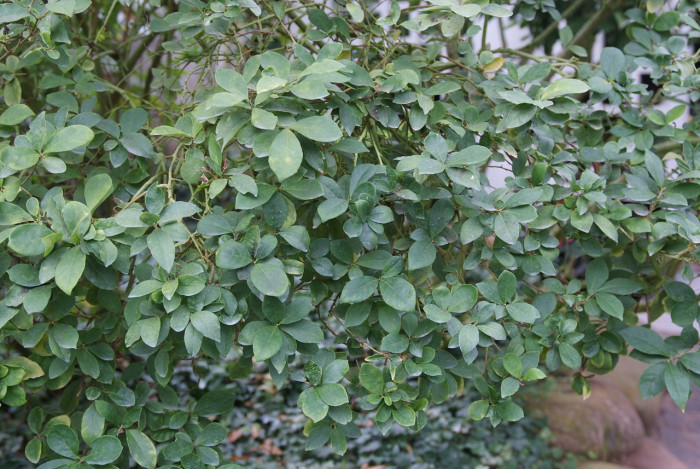 브룬펠시아 - Marning-Moon and night, Brunfelsia pauciflora