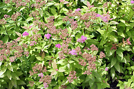 삼색조팝 - Spiraea japonica 'Walbuma'