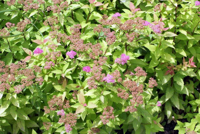 삼색조팝 - samsekpoppap, Spiraea japonica 