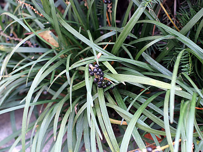 맥문동 사진 - Liriope platyphylla Photos