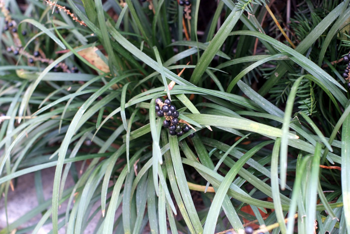 맥문동 - Liriope platyphylla