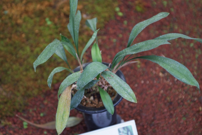 죽백란 - Cymbidium lancifolium Hook.
