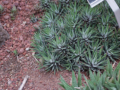 십이지권 사진 - Haworthia fasciata (Willd) Haw. Photos