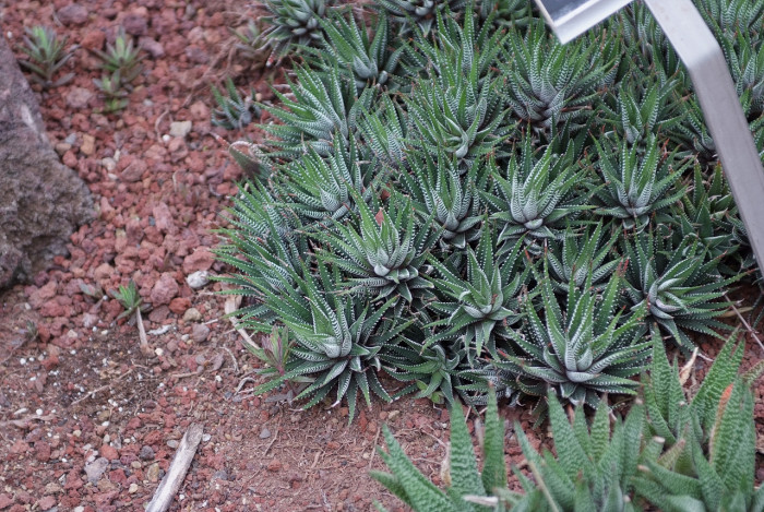 십이지권 - Haworthia fasciata (Willd) Haw.