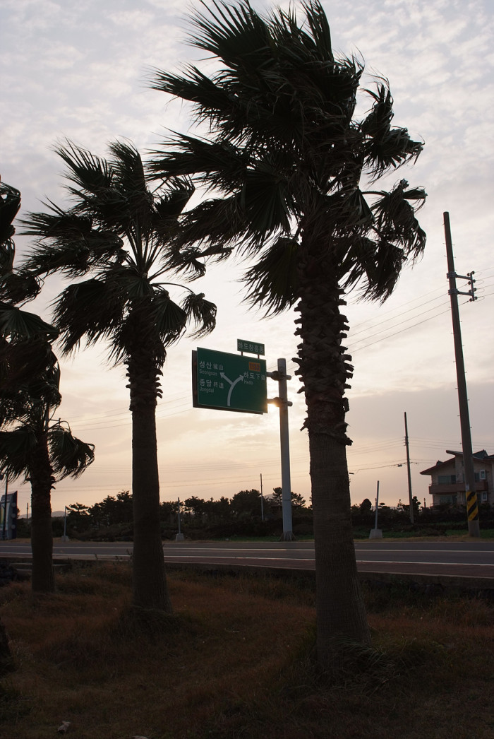 워싱턴야자 - Washington palm, California Fan Palm, Washingtonia filifera