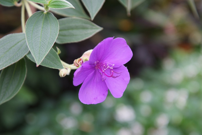 티보치나 - Glorybush, Princessflower, Tibouchina urvilleana (DC.) Cogn.