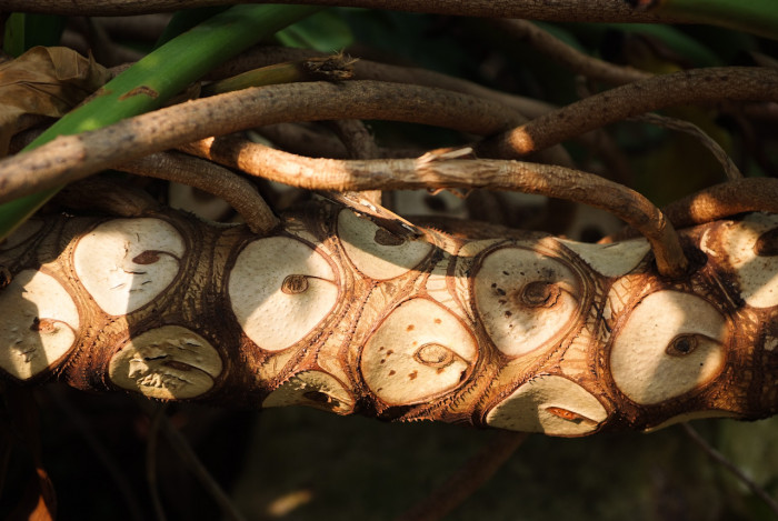 필로덴드론 셀로움 - Selloum philodendron, Philodendron bipinnatifidum
