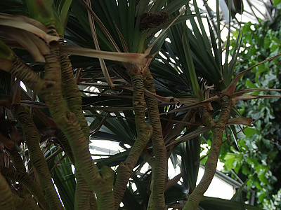 판다누스 사진 - Pandanus utilis Bory Photos