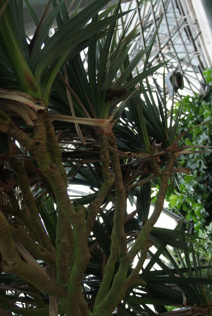 판다누스 - Common screwpine, Pandanus utilis Bory