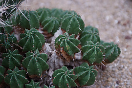 공침기린 - Euphorbia horrida var. striata