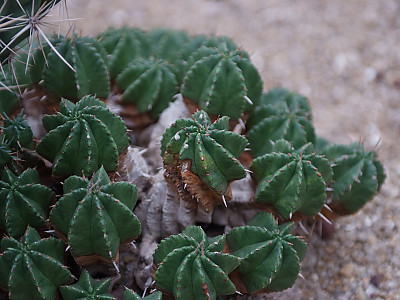 공침기린 사진 - Euphorbia horrida var. striata Photos