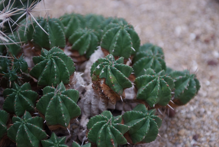 공침기린 - 멀티피튬, Euphorbia horrida var. striata