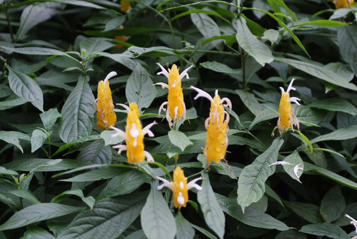 노란새우꽃 - Yellow shirmp plant, Pachystachys lutea Nees