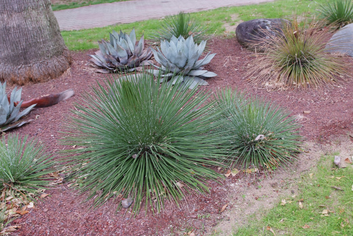 희난설 - Agave geminiflora