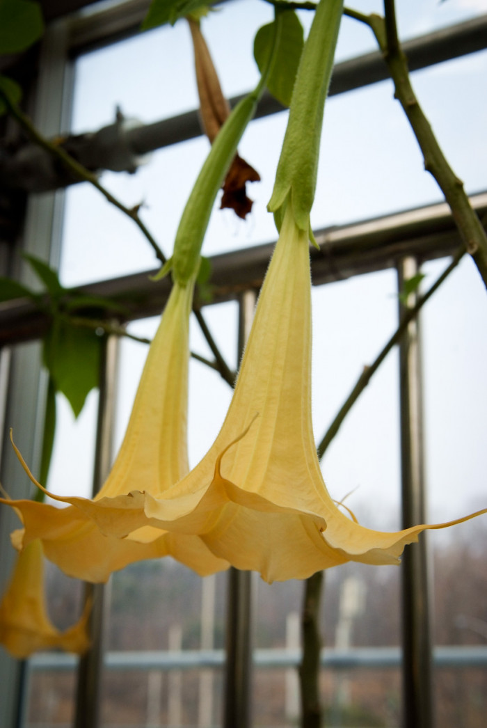 엔젤트롬펫 - Angels Trumpet, Growing Brugmansia