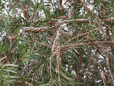 병솔나무 사진 - Callistemon lanceolatus Photos