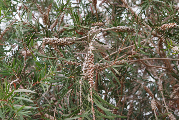 병솔나무 - Bottlebrush, Callistemon lanceolatus