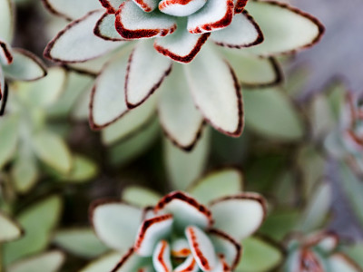 월토이 사진 - Kalanchoe \