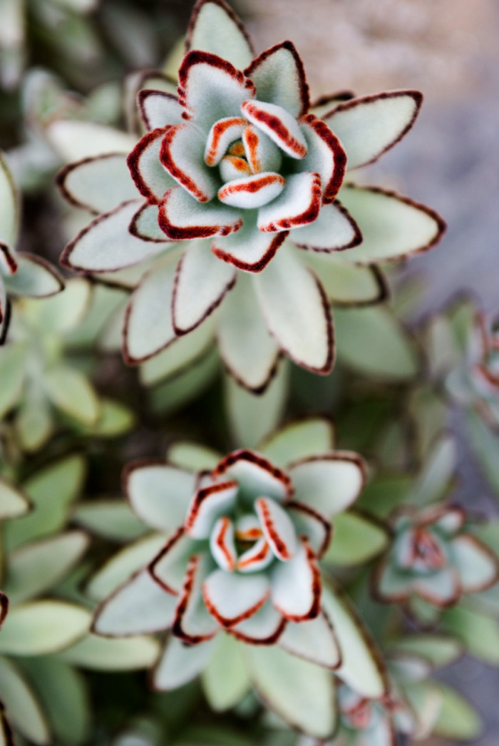 월토이 - panda plant, pussy ears, Kalanchoe &#034; tomentosa&#034;
