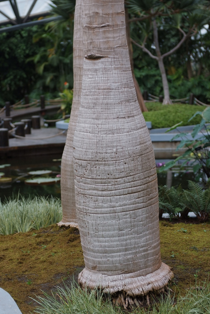 주병야자 - Bottle Palm, Hyophorbe lagenicaulis