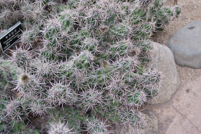 무자단선 - Corynopuntia invicta