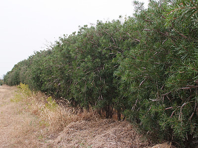 병솔나무 사진 - Callistemon lanceolatus Photos