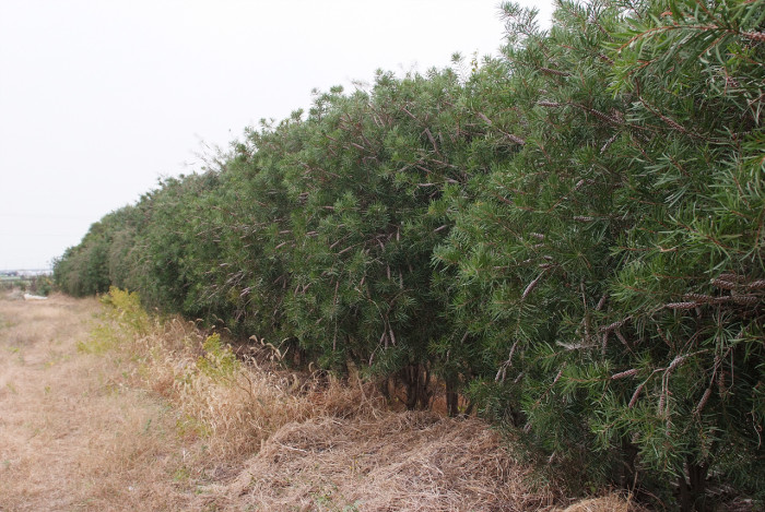 병솔나무 - Bottlebrush, Callistemon lanceolatus