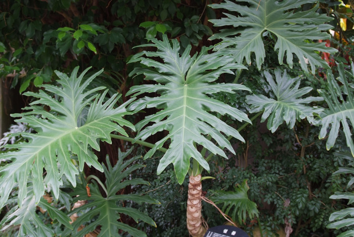 호프 셀렘 - Lacy tree-philodendron, Philodendron selloum C.Koch.