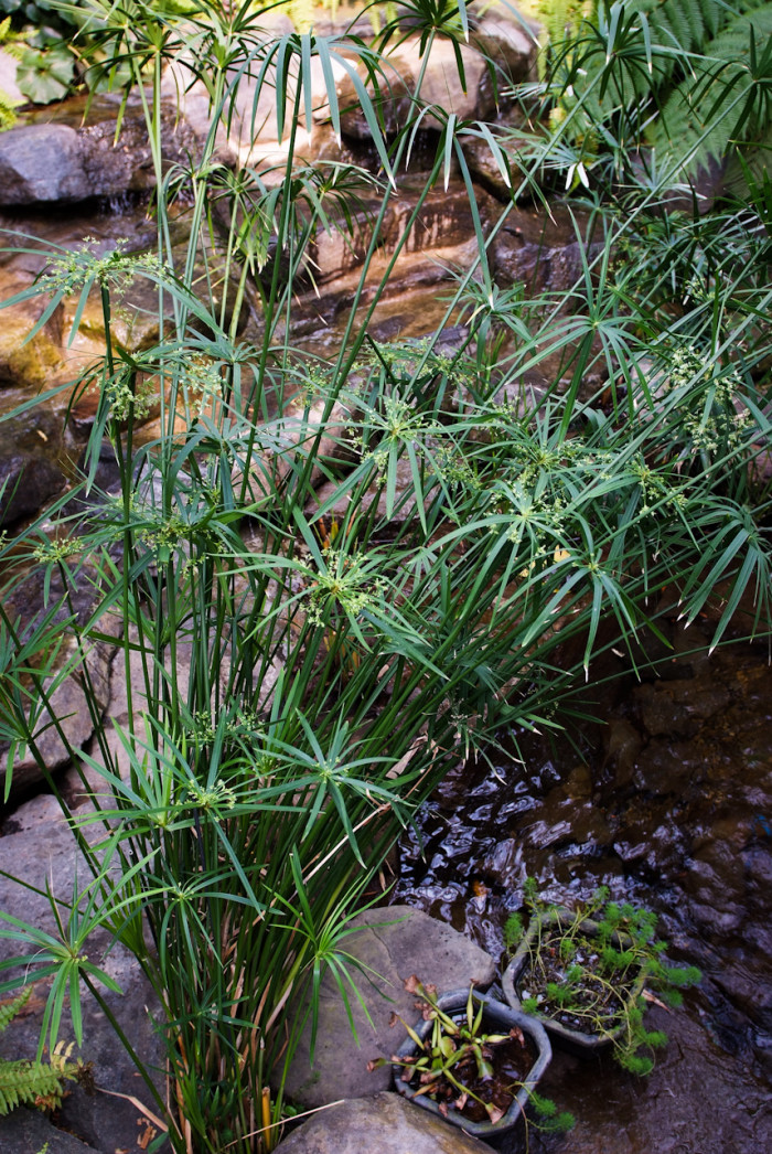 종려방동사니 - Cyperus alternifolius L.