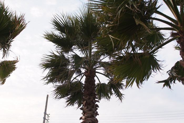 워싱턴야자 - Washington palm, California Fan Palm, Washingtonia filifera