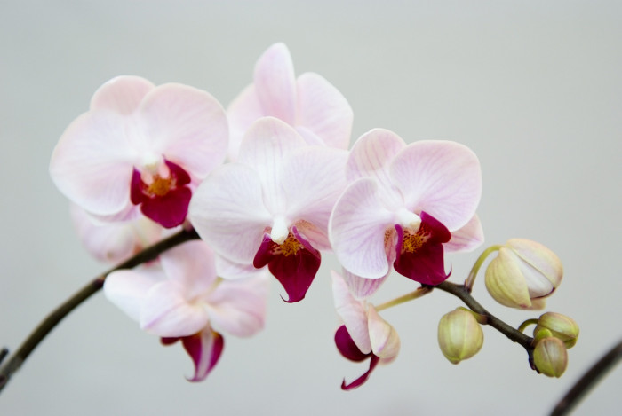 호접란 - Moth orchids, phalaenopsis