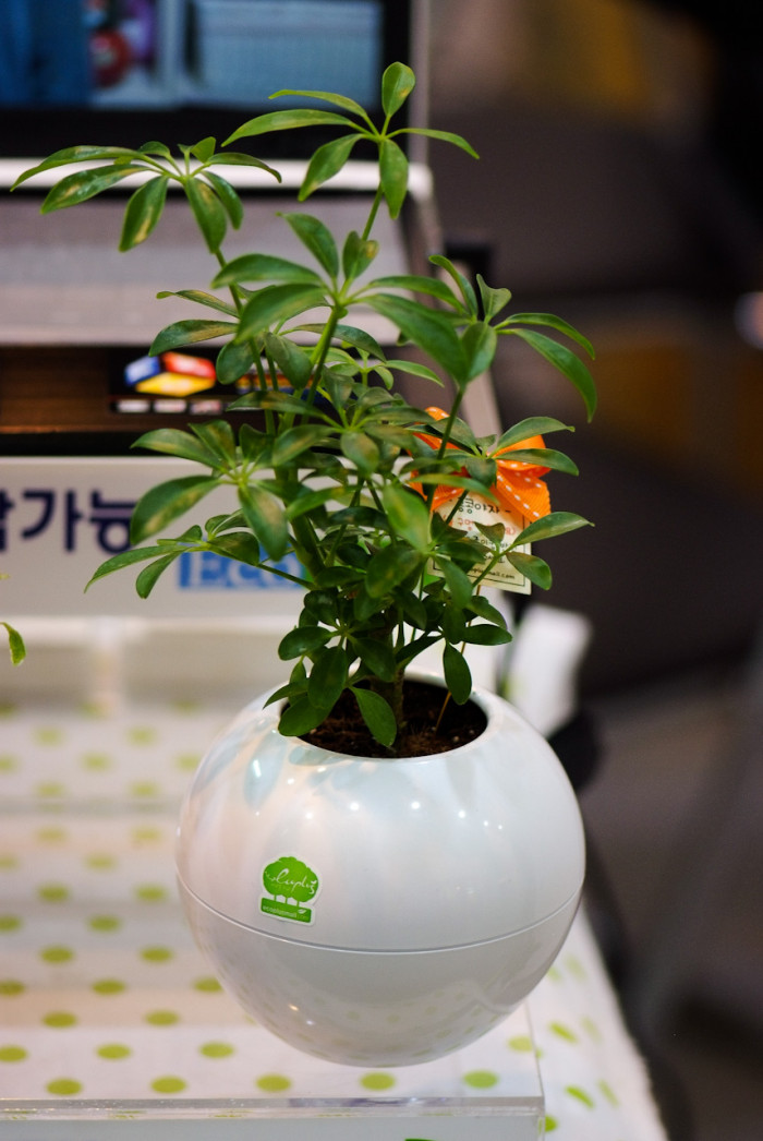 홍콩야자 - umbrella tree, Schefflera arboricola