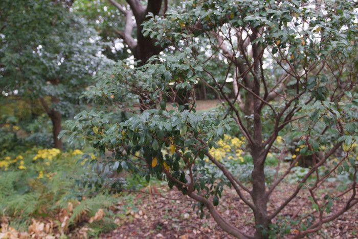 비쭈기나무 - Cleyera japonica Thunb.