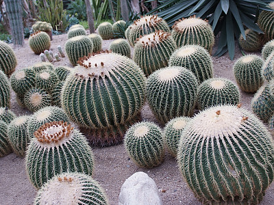 금호 사진 - Echinocactus grusonii Photos