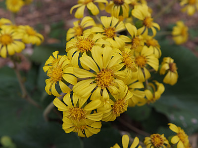 털머위 사진 - Farfugium japonicum (L.) Kitam. Photos