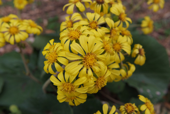 털머위 - Farfugium japonicum (L.) Kitam.