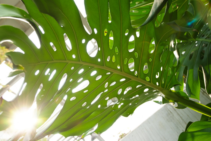 필로덴드론 셀로움 - Selloum philodendron, Philodendron bipinnatifidum
