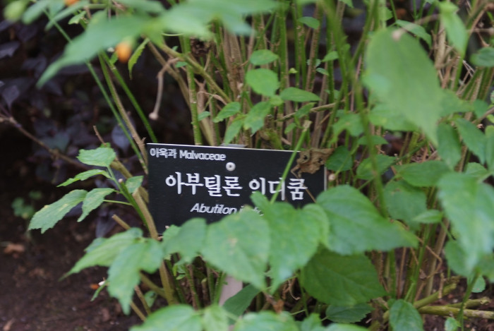 아부틸론 - Trailing Abutilon, Brazilian Abutilon, Abutilon megapotamicum