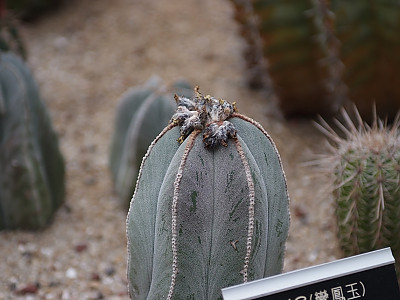 난봉옥 사진 - Astrophytum myriostigma (Salm-Dyck) Lem. Photos