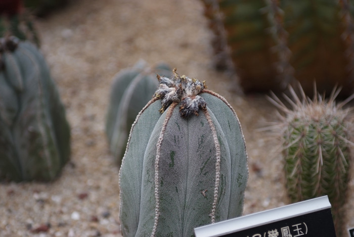 난봉옥 - Astrophytum myriostigma (Salm-Dyck) Lem.