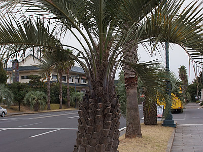 뷰티아야자 사진 - Butia odorata (Barb.Rodr.) Noblick Photos