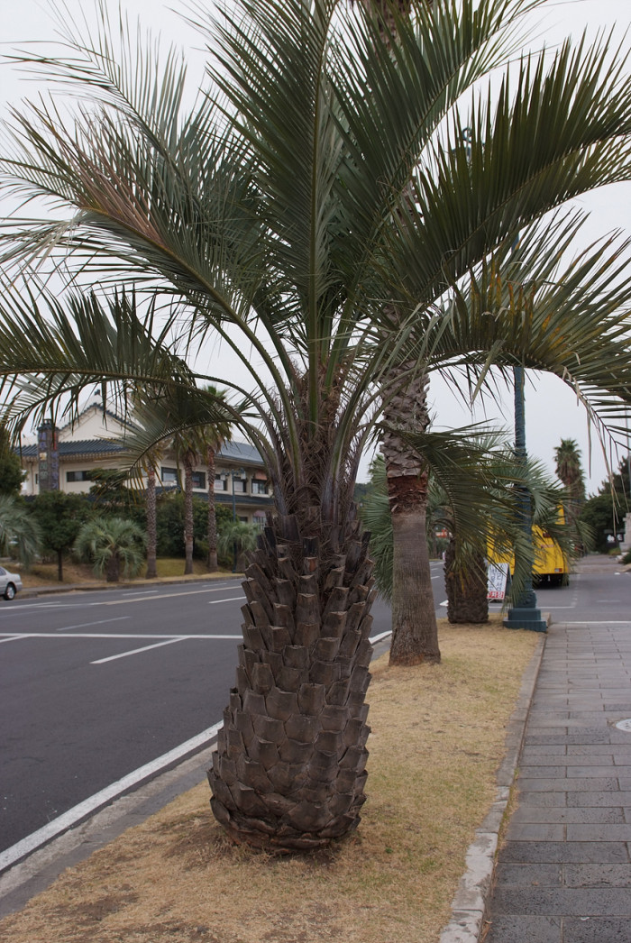 뷰티아야자 - Jelly palm, Butia odorata (Barb.Rodr.) Noblick